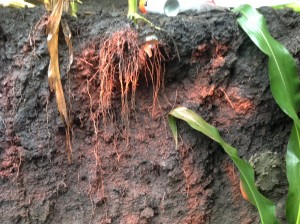 corn-root-system-300x224