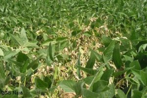 White mold affecting soybean crop.